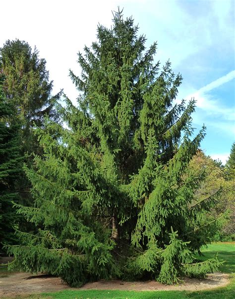 10 Best Evergreen Trees for Privacy and Year-Round Greenery | Best shade trees, Evergreen trees ...