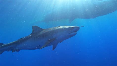 Nature - Preview of Sharks of Hawaii - Twin Cities PBS