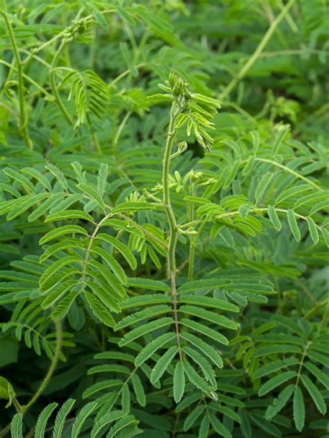 Acacia catechu - Senegalia catechu, Kher, Cachou, Cutchtree, Black ...