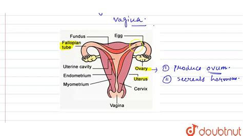 Female Reproductive System Worksheet Answers - acestips