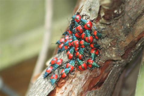 Red Hemiptera Nymphs - Euthyrhynchus floridanus - BugGuide.Net