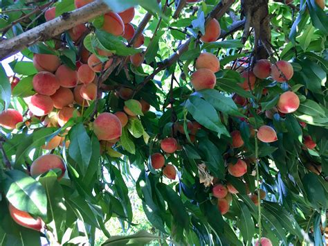 Good season for peaches! : r/gardening