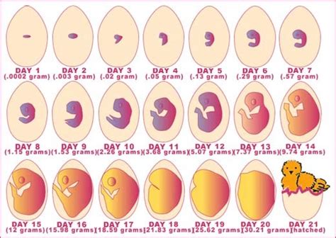 Friend make incubator: Free access Chicken egg incubator temperature ...