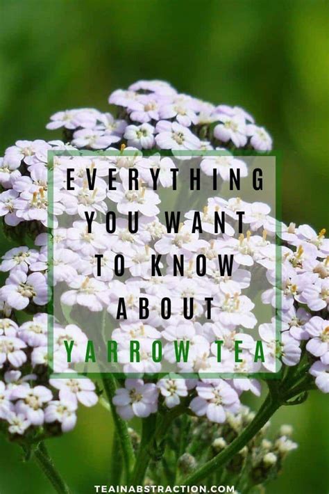 yarrow-tea-benefits-pint-1 – Tea In Abstraction