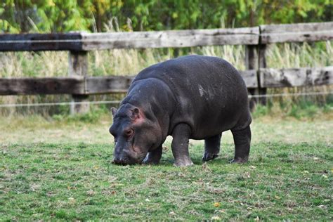 14 Wild Animals in Ivory Coast [Wildlife in Ivory Coast] - Kevmrc