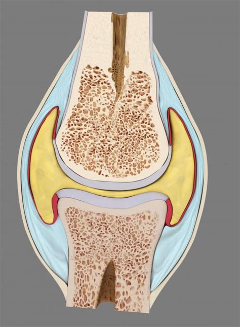 What is Hyaline Cartilage? (with pictures)