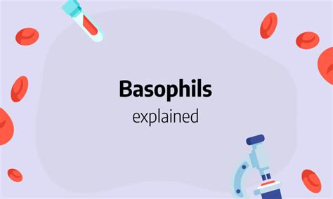 Basophils: function, absolute count, low, high and normal range