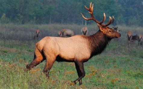 14 Structural Difference Between Elk and Moose with Similarities ...