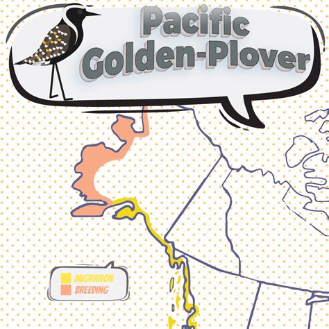 American Golden Plover Migration Map