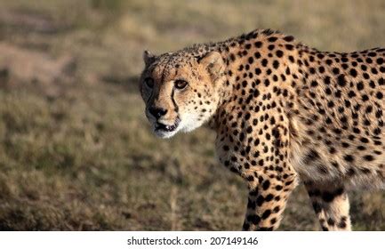 212 Gepard eyes Stock Photos, Images & Photography | Shutterstock