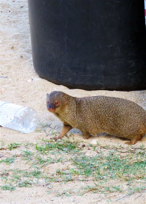 31 Magnificent Mongoose Facts: The Noble Snake Killer (34 Species) | Everywhere Wild