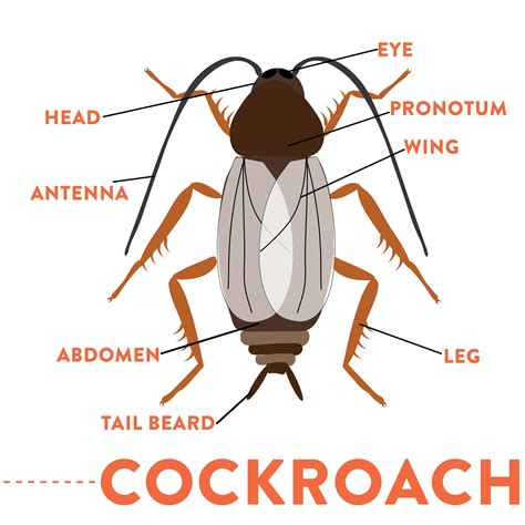 Cockroach Diagram