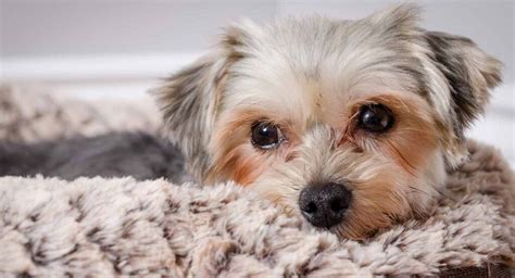 Morkie Temperament - Predicting Maltese Yorkie Mix Behavior