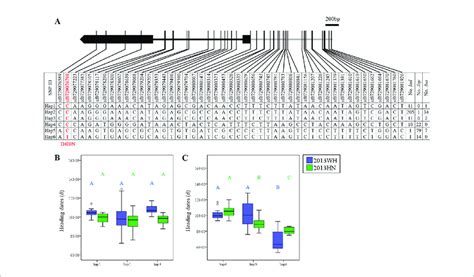 | Haplotype analysis of OsDof23. (A) Major haplotypes (each haplotype ...