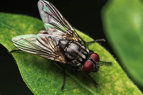 Learn More About House Flies In FL | Keller's Pest Control