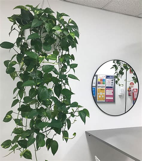 11 Indoor Plant Trends for Offices & Events | Tropical Plant Rentals