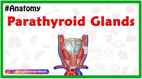 Parathyroid Gland Anatomy