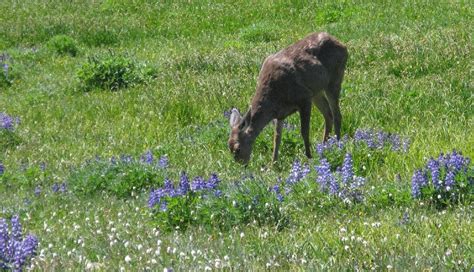 Do Deer Eat Lavender?