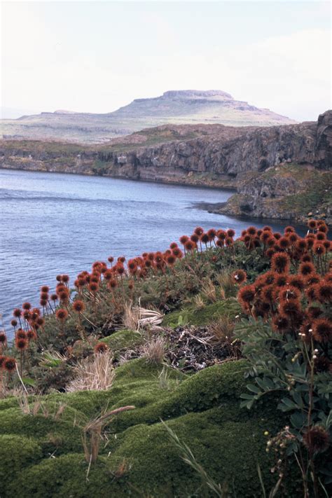 Getting around – plant dispersal in the subantarctic – Magazine Issue ...