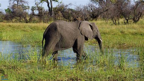 The African savannah elephant has been found in a range of habitats from forests to savannas ...