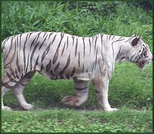 India Wildlife Pictures - Wildlife Travel Blog: White Tiger in India