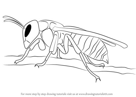 Hornet Drawing at GetDrawings | Free download