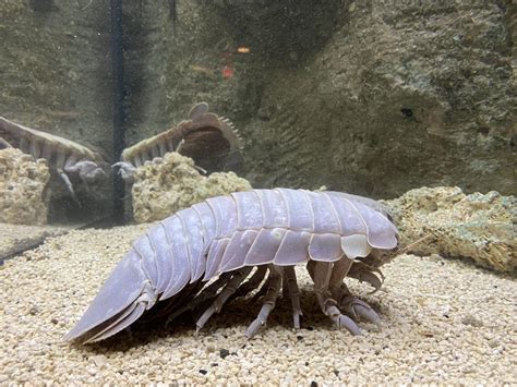 Giant Marine Isopod