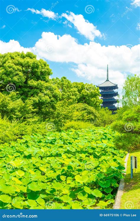 Toji Five Story Pagoda Tower Lilypad Garden Far Stock Photo - Image of people, famous: 66975106