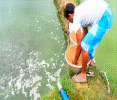 Hybrid Magur Fish farming business in India. : r/interestingasfuck