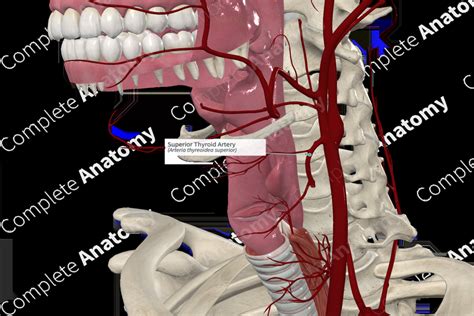 Superior Thyroid Artery | Complete Anatomy