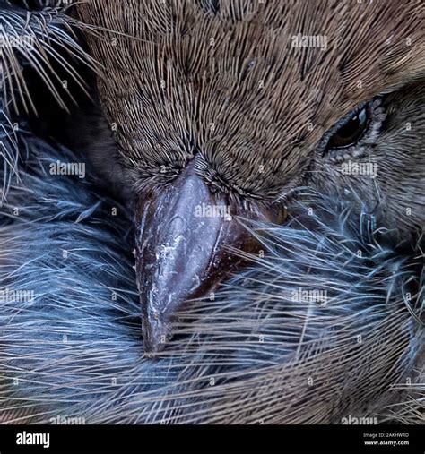 Sparrow face tucked in it's feathers Close up Stock Photo - Alamy