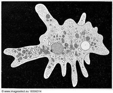 Amoeba proteus Amoeba proteus, a large species of amoeba closely ...