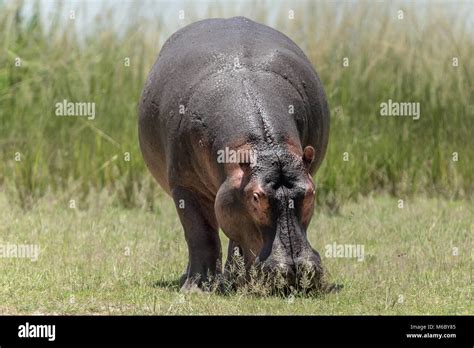 Hippopotamus bite hi-res stock photography and images - Alamy