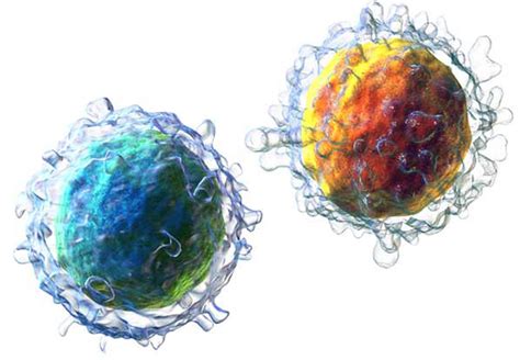 What are white blood cells and what is their function in the human body? - Ency123