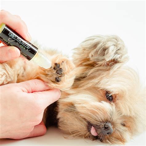 Dog Paw + Nose Moisturizer by Dog Fashion Spa