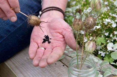 How to Grow Love-in-a-Mist - BBC Gardeners World Magazine