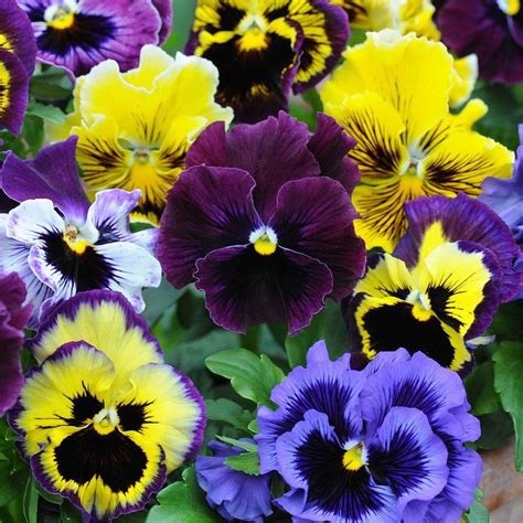 50 Frilly Giant Winter Pansy Seeds - Welldales