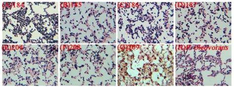 Sudan black B stain of PHB granules (black section) on C. taiwanensis... | Download Scientific ...