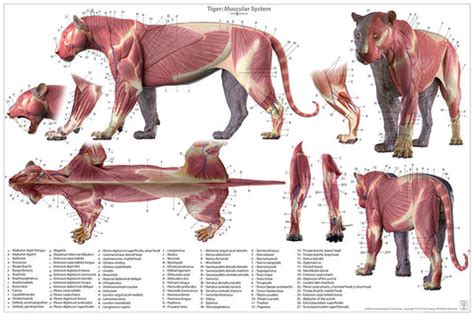 Tiger Anatomy Chart – Jun's anatomy