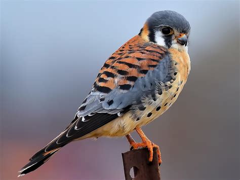 American Kestrel | Celebrate Urban Birds