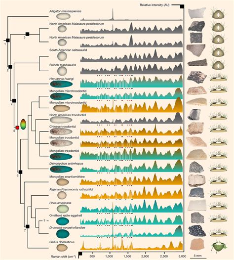 Modern Birds Inherited Colored Eggs from Their Dinosaur Ancestors ...