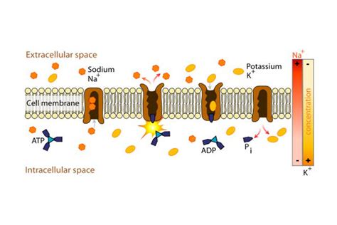 Active and Passive Transport - Difference and Comparison | Diffen