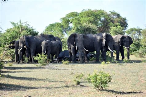 The Big Five Safari Animals in Uganda - Gorilla Link Tours