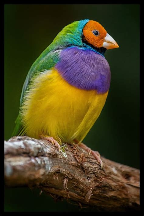 Rainbow Finch by neilmwilson - DPChallenge | Pet birds, Animals beautiful, Beautiful birds