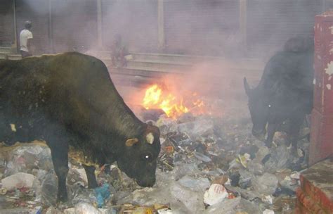 Burning Plastic And Its Dangerous Effects | Braj Vrindavan Act Now!