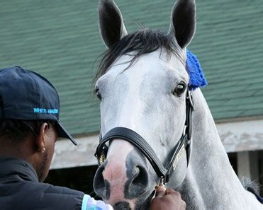 White Abarrio - Horse Profile - BloodHorse