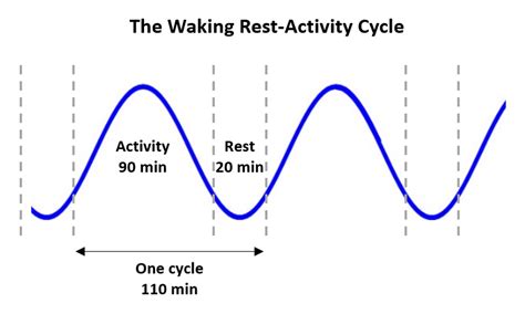 Why Working in 90-Minute Intervals Is Powerful for Your Body and Job, According to Science ...