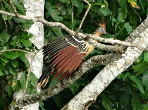 Amazon Birdwatching - Yasuni Tour - Yasuni Rainforest - Ecuador Amazon