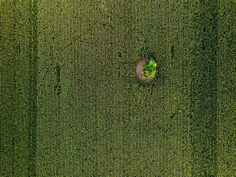 Premium Photo | Aerial drone top view of cultivated green corn field