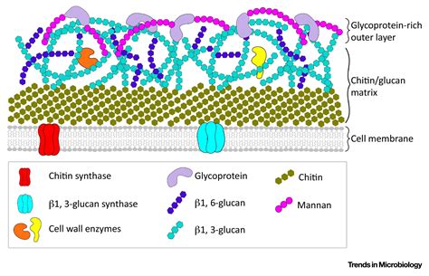 Fungal Cell Wall Diagram